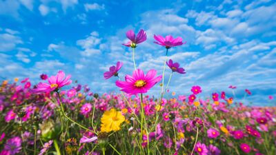 Çiçek falı nedir, nasıl bakılır?