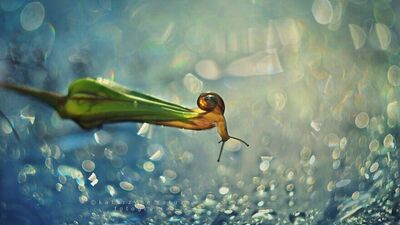 Yağmur sonrası yaşam: Salyangozlar