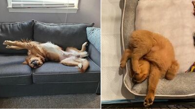 Komik pozisyonlarda uyuyan köpekler