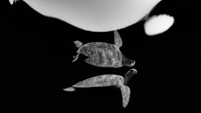 2021 Su Altı Fotoğrafçısı Yarışması kazananları