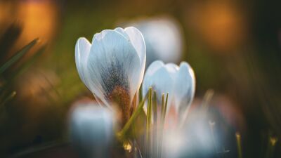 Doğa uyanıyor: Çiğdem çiçeği