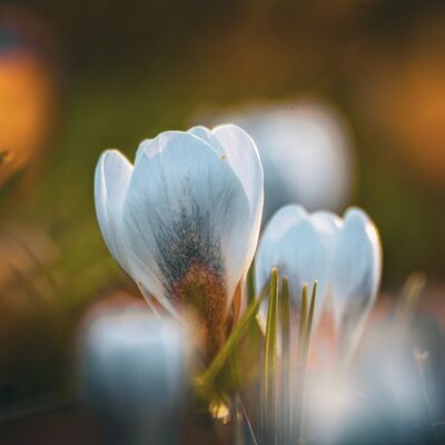 Doğa uyanıyor: Çiğdem çiçeği