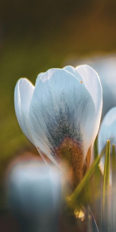 Doğa uyanıyor: Çiğdem çiçeği