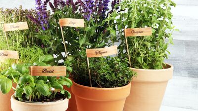 Saksıda yetiştirebileceğiniz yeşillikler