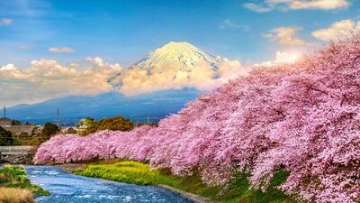 Yeniden doğuşun simgesi: Sakura