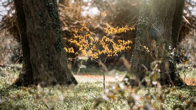 What is a death doula?