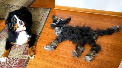 Hayvanlarla yaşamanın daha eğlenceli olduğunun 22 kanıtı