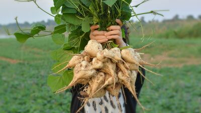 Jicama ile tanıştınız mı?