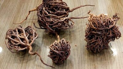 Doğum başladığında: Meryem ana otu