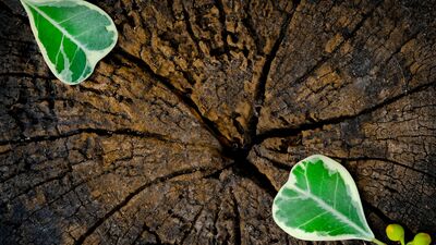 The graves that are visited