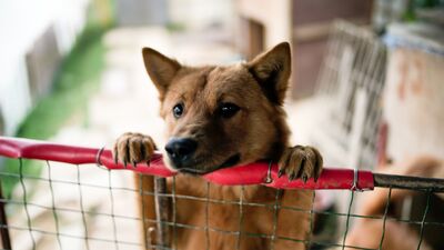 Save a dog bağışı nedir?