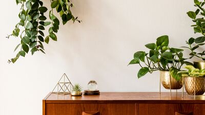 Instagram'da en çok paylaşılan 10 ev bitkisi