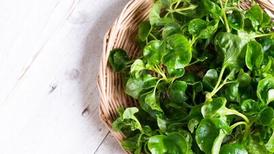 Hücre yenilenmesine birebir: Su teresi