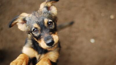 Hayvanları Koruma Kanunu kabul edildi!