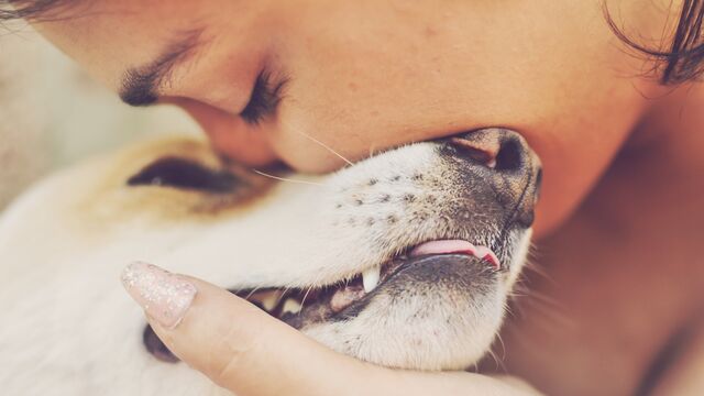Evcil dost kaybından sonra iyileşmenin 10 yolu