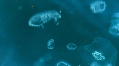 Denizanası sokmalarına karşı bilmeniz gerekenler