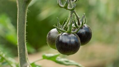 Afrodizyak etkili siyah domates