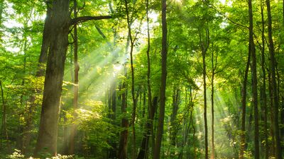 Yangınların orman ekolojisine etkileri