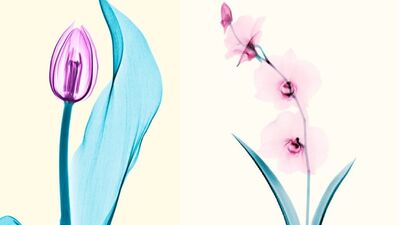 Çiçeklerin röntgeni çekilirse...