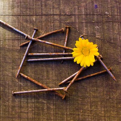 Paslı çivi suyu çiçeklere iyi gelir mi?