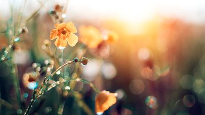 Hangi ayda hangi çiçek açar?