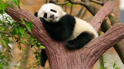 Biraz kestirmek iyi bir uykunun yerini tutmuyor