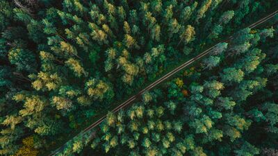 Ağaçlar nasıl haberleşir?