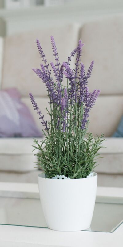 Evinizin harika kokmasını sağlayacak 13 bitki