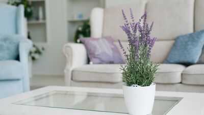 Evinizin harika kokmasını sağlayacak 13 bitki