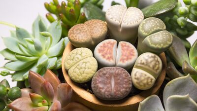 Taş kaktüs: Lithops