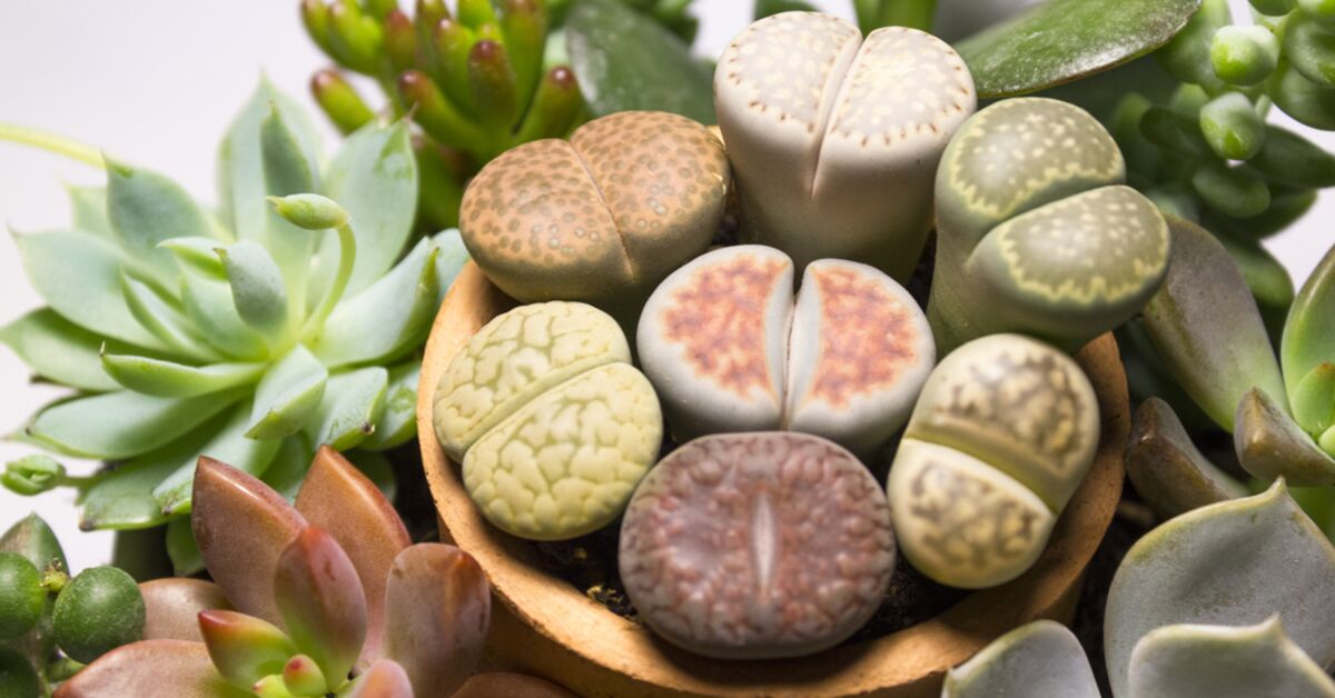 Lithops ta kakts bakm nasldr?
