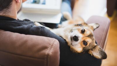 Evcil hayvanını evimde istemiyorum