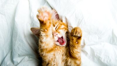 Işıklar açıkken uyursanız vücudunuza ne olur?