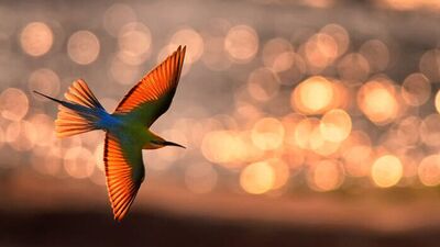 2021 WildArt yarışmasından en iyi 28 fotoğraf