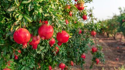 Ekim ayında tüketebileceğiniz 10 meyve ve sebze