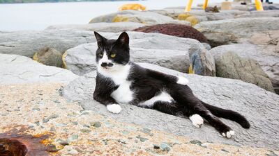 Yılın en komik hayvan fotoğrafları