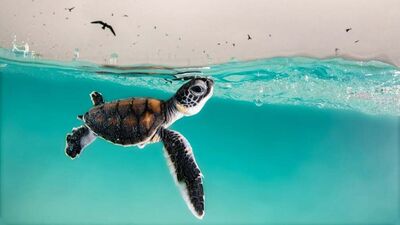 2021'in en iyi okyanus fotoğrafları