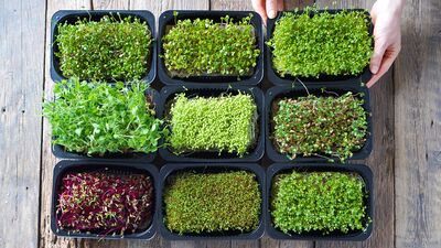 Kendi küçük faydası büyük: Mikro bitkiler