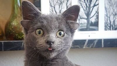 4 kulaklı kedi Midas