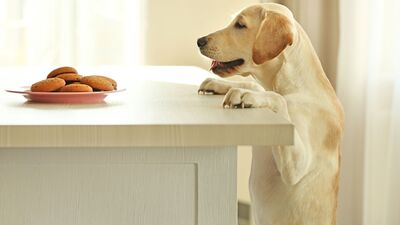 Köpeğinize kurabiye yapmak ister misiniz?