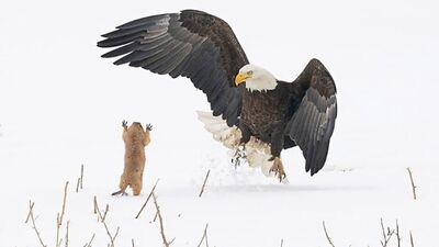 2021 yılının Komik Vahşi Yaşam Fotoğrafları