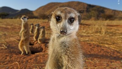 2021 yılının en iyi yaban hayatı fotoğrafları