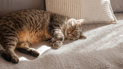 Gün ortasında uyumanın faydaları nelerdir?