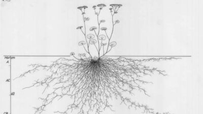 Uzunluğuyla nefes kesen bitki kökleri