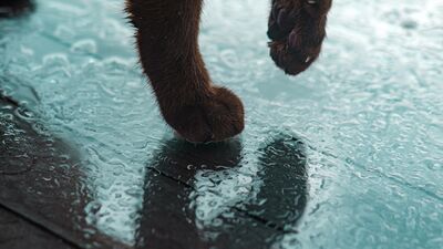 Soğuk havalarda sokak hayvanları için yapabileceğiniz 7 iyilik