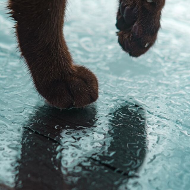 Soğuk havalarda sokak hayvanları için yapabileceğiniz 7 iyilik