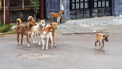 Saldırgan bir köpekle karşı karşıya kalırsanız...
