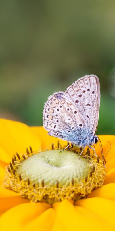 &quot;Böcekleri hala görüyorsanız umut var&quot;