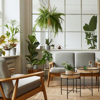 7 maddede süs bitkisi alma rehberi