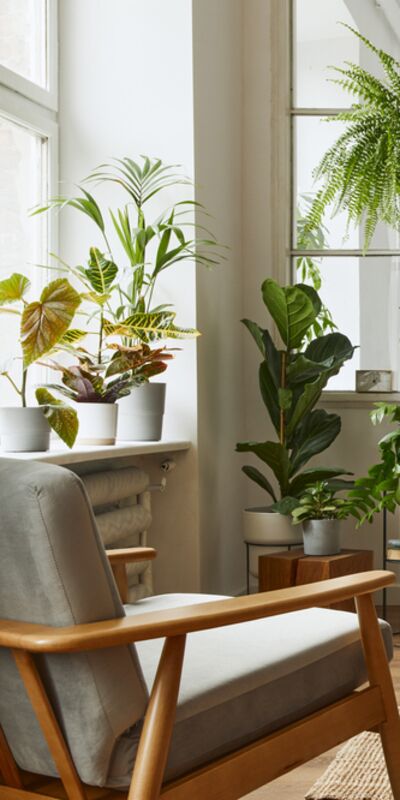 7 maddede süs bitkisi alma rehberi